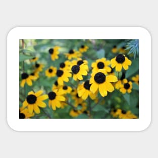 Black-eyed Susan Sticker